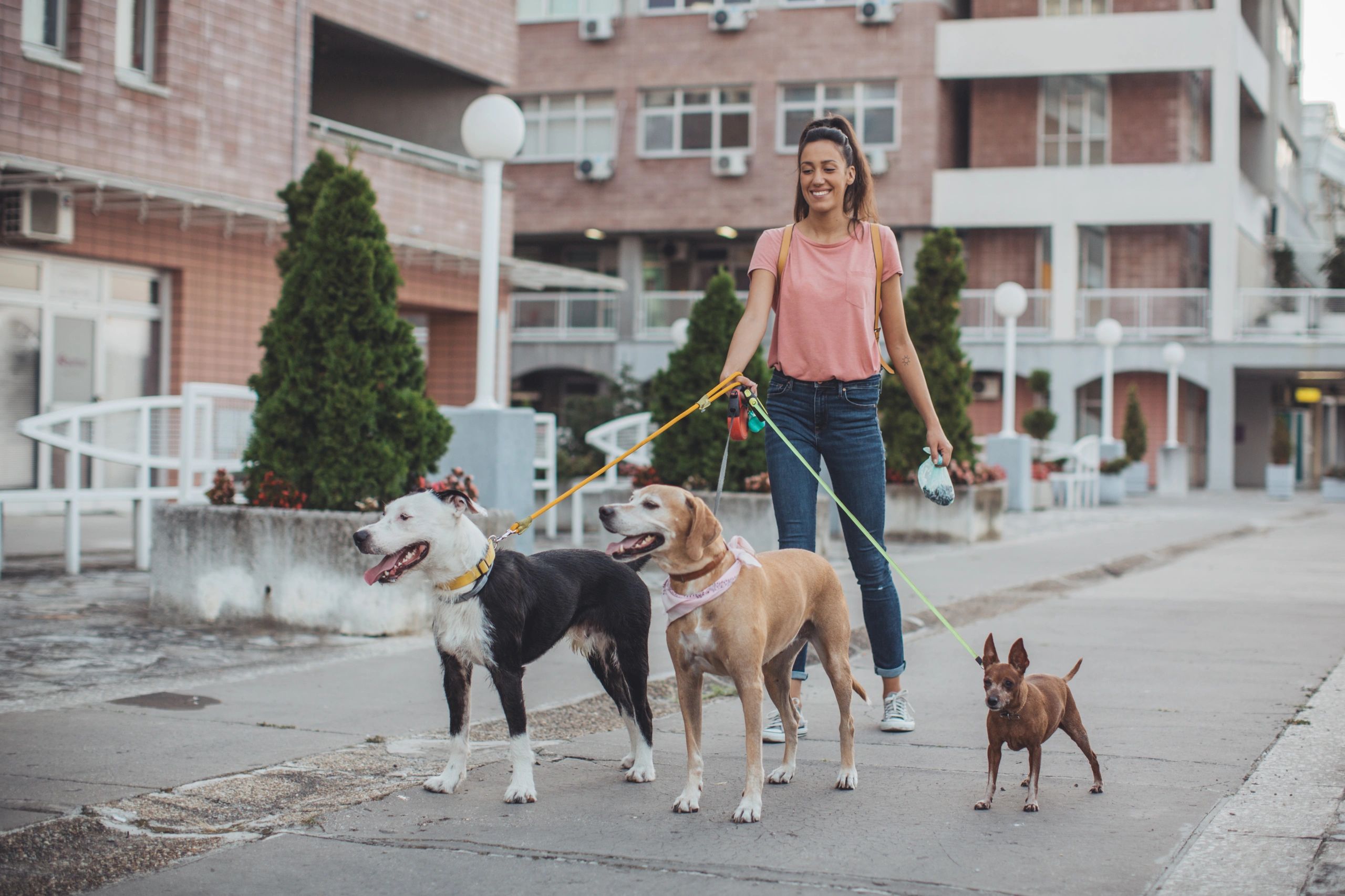 Pet sitter walking dogs on a neighborhood sidewalk