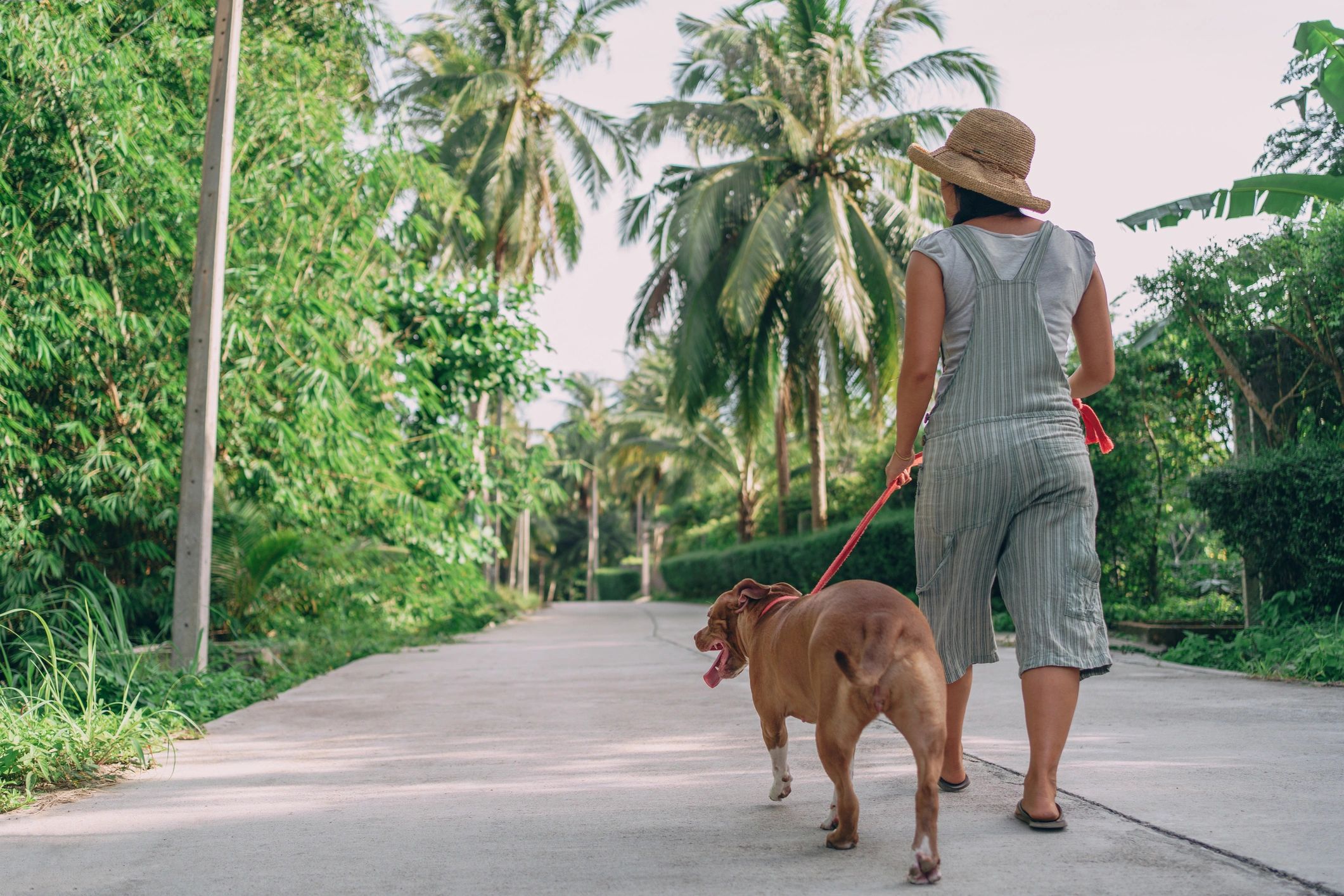 Pet caregiver walking a dog on a neighborhood street