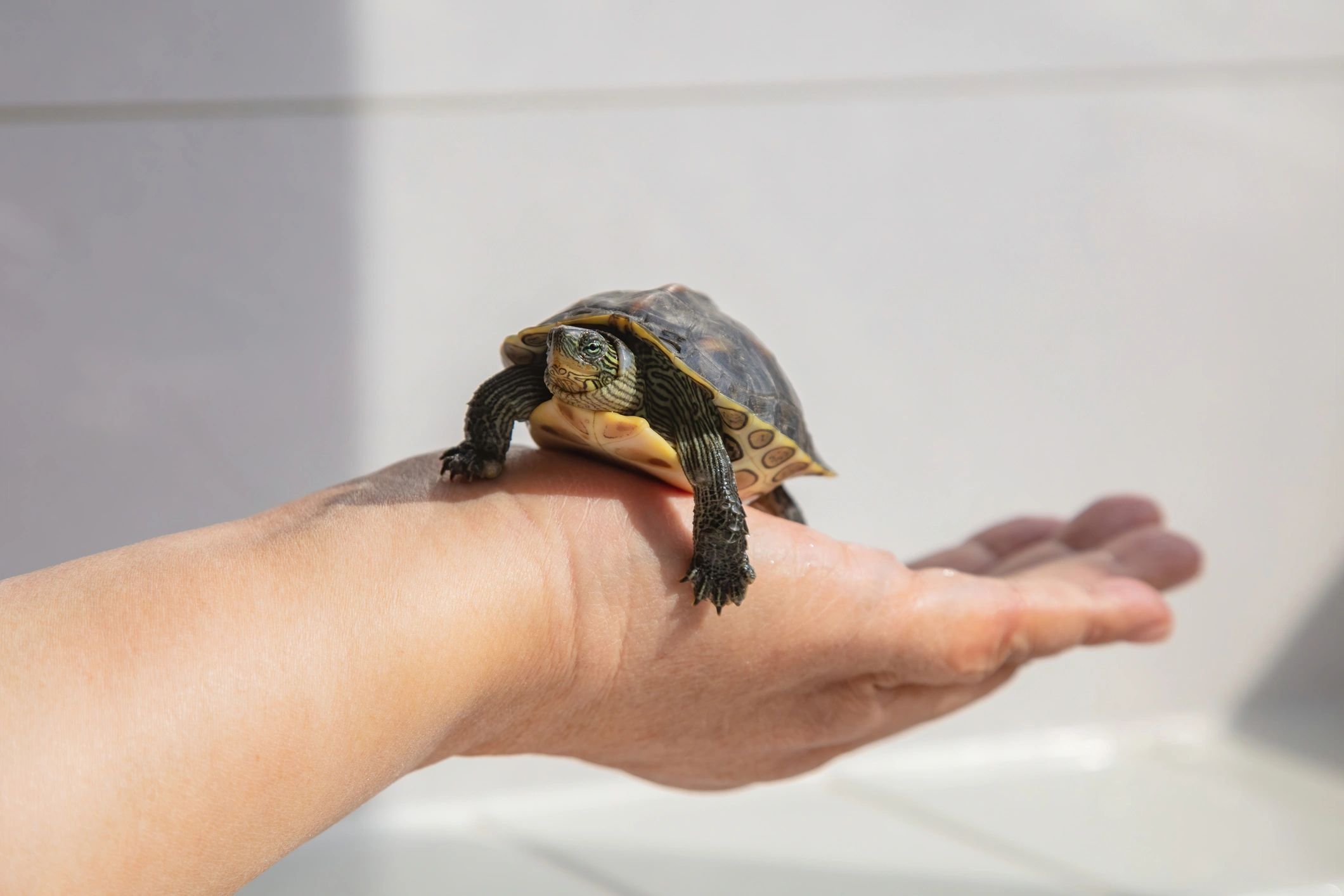 Pet caregiver holding a turtle during a gentle health check